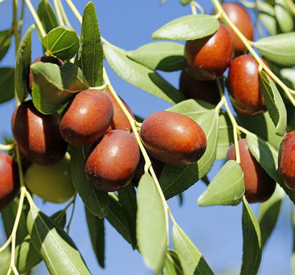 خرید و فروش عناب ژاپنی اصیل با شرایط فوق العاده